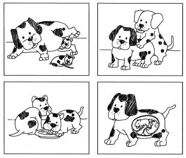 La reproducción en imágenes (cabra y perro) - Aprende Lengua de Signos  Española